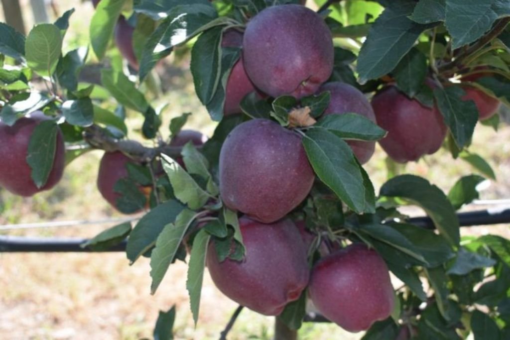 Jeromine Apple Plant